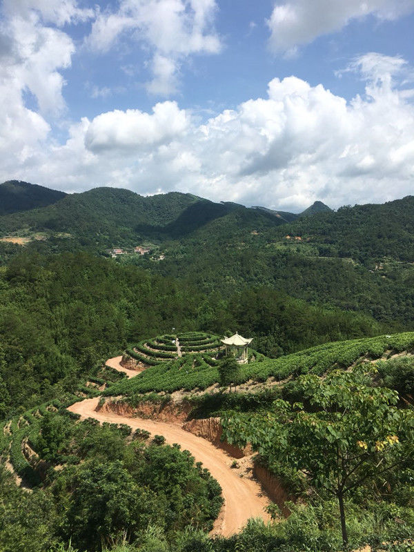 向广西壮族自治区岑溪市百福山茶园文化艺术中心负责人莫总赠国画作品【高瞻远瞩】留念